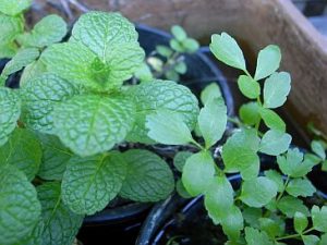 mint-2016